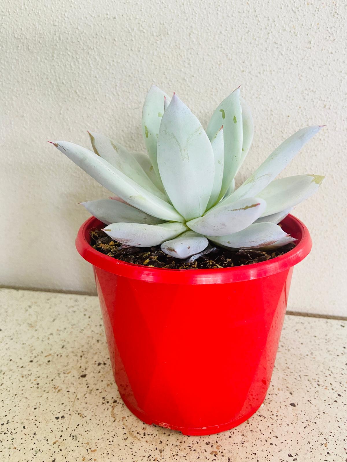 Echeveria Mexican Giant