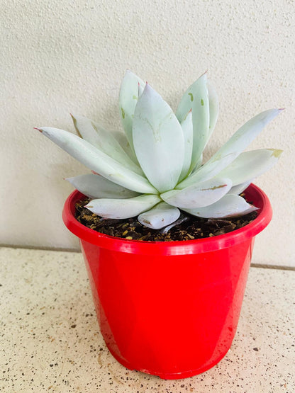 Echeveria Mexican Giant