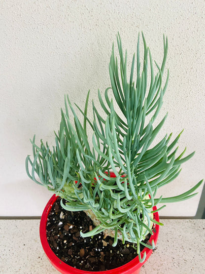 Mermaid Tail : Crested Senecio Talinoides - Narrow Leaf Chalk Stick #106