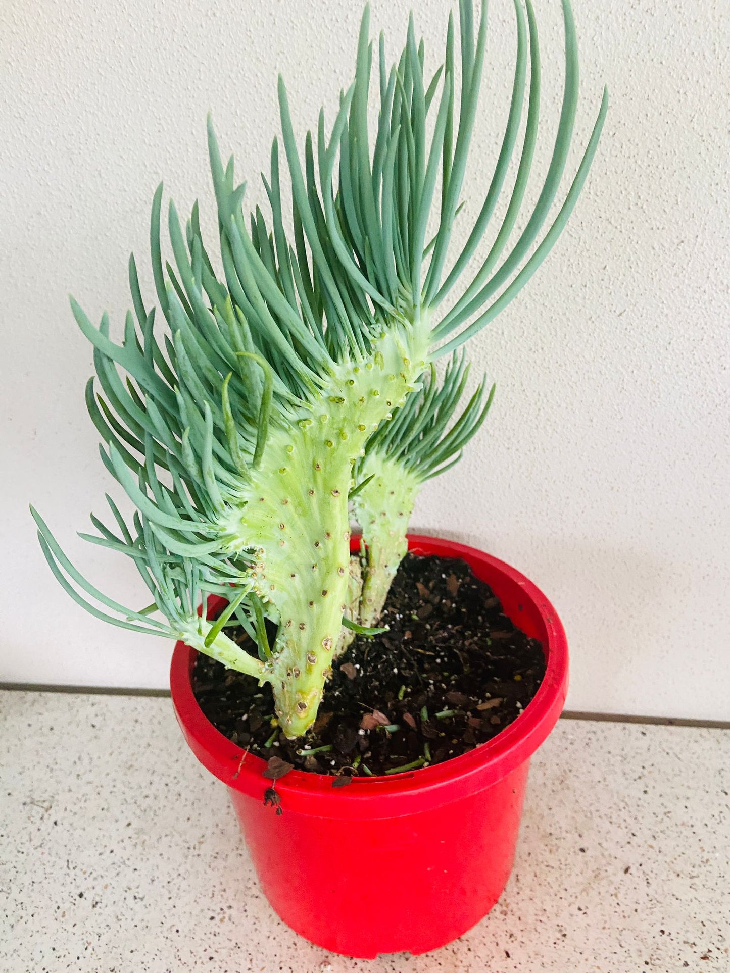 Mermaid Tail : Crested Senecio Talinoides - Narrow Leaf Chalk Stick #106