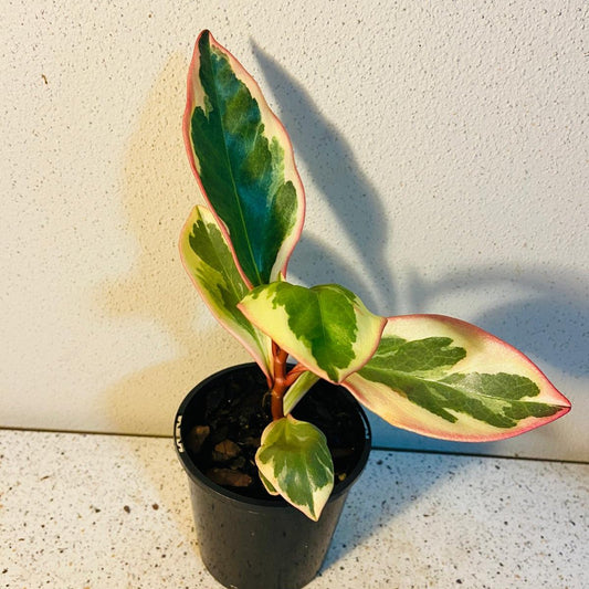 Peperomia Tricolour