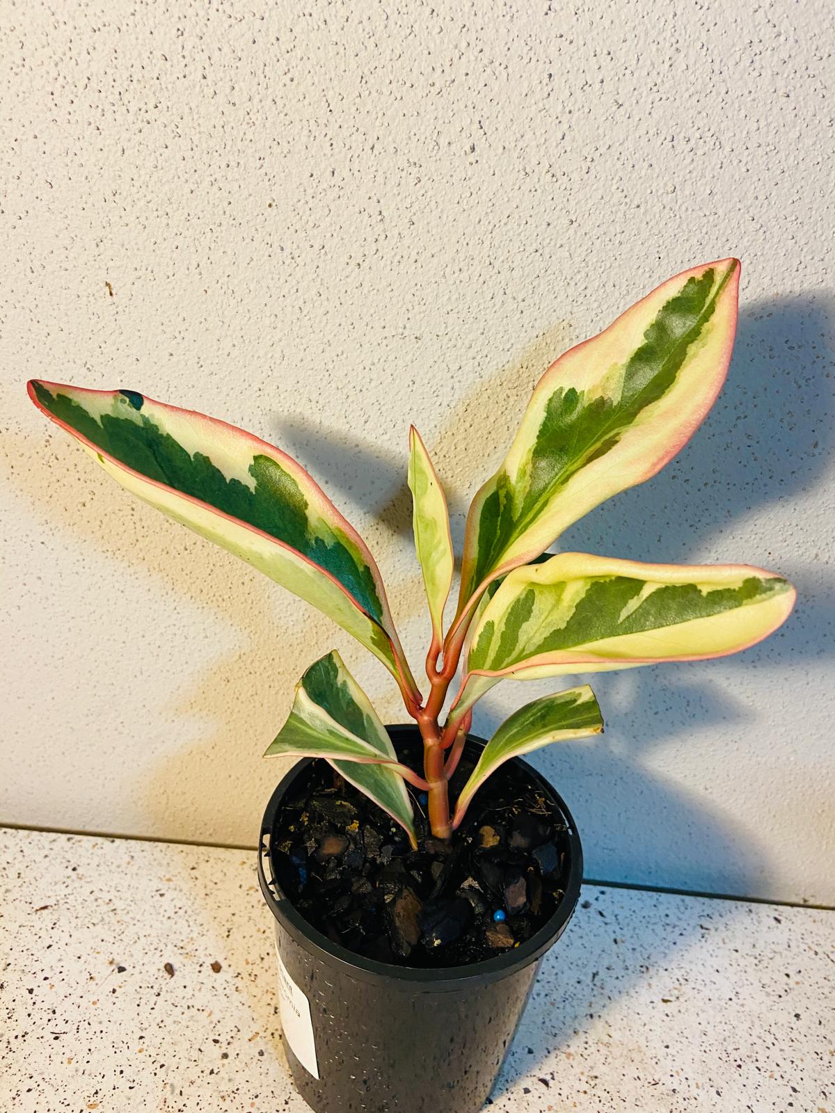 Peperomia Tricolour