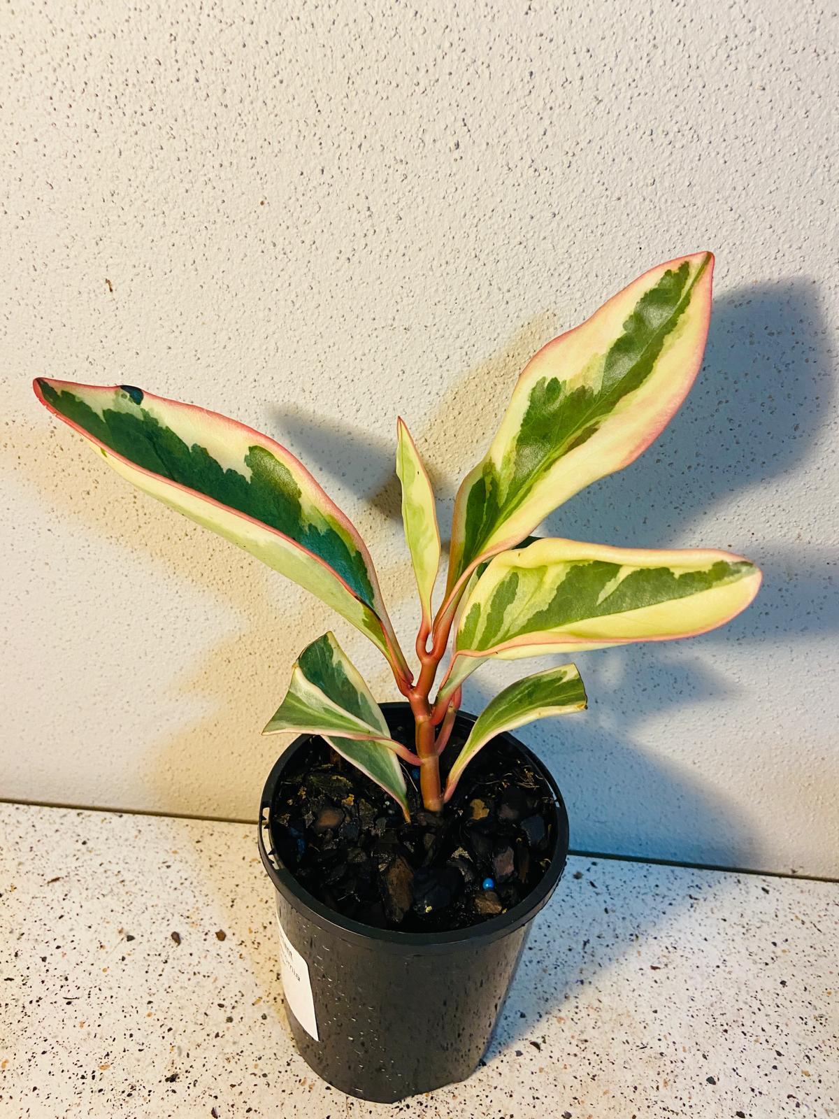 Peperomia Tricolour