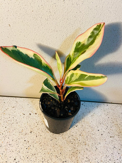 Peperomia Tricolour