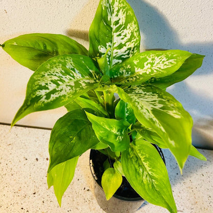 Dieffenbachia Compacta