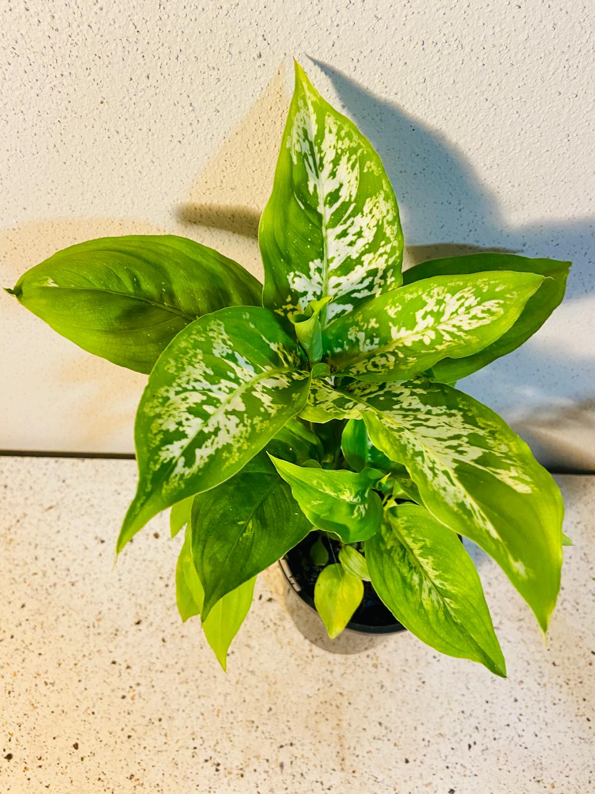 Dieffenbachia Compacta