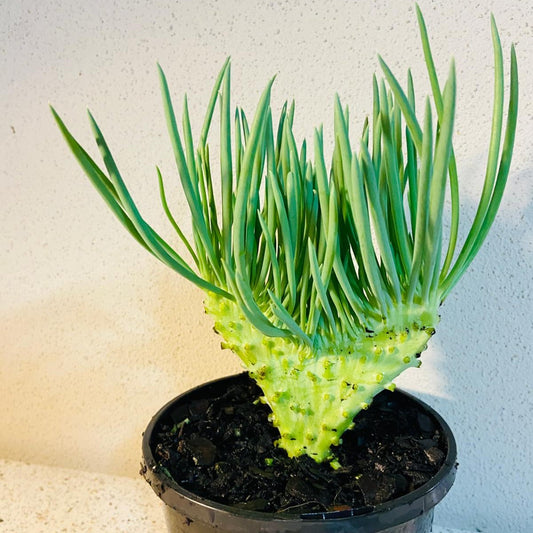 Mermaid Tail : Crested Senecio Talinoides - Narrow Leaf Chalk Stick #325