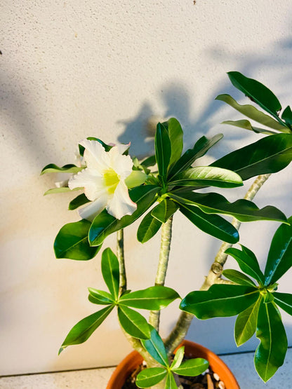 Adenium Obesum - Desert Rose # 341