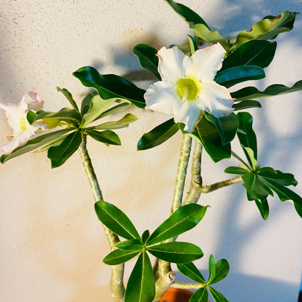 Adenium Obesum - Desert Rose # 341