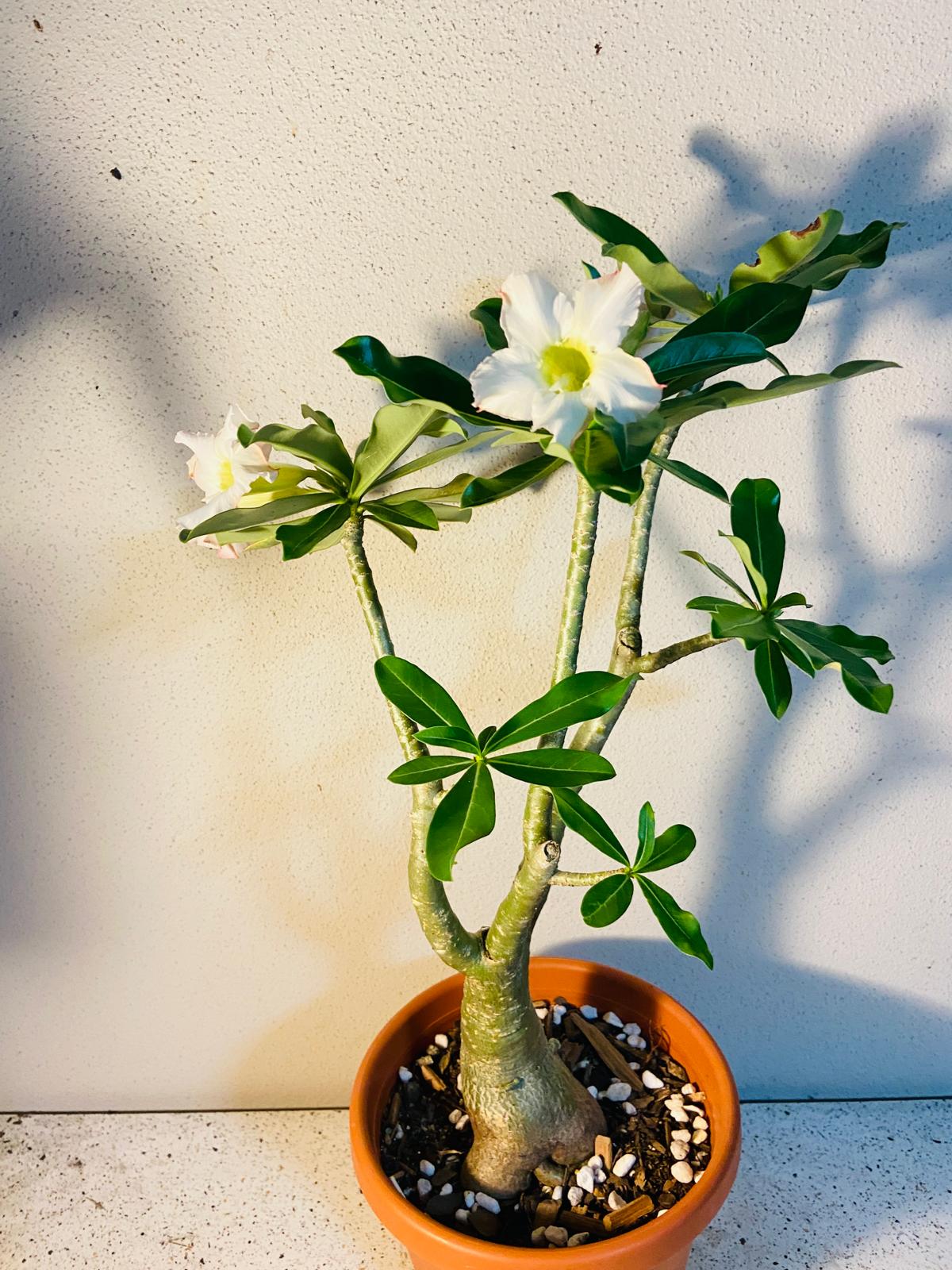 Adenium Obesum - Desert Rose # 341