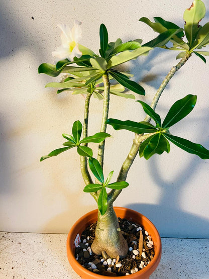 Adenium Obesum - Desert Rose # 341