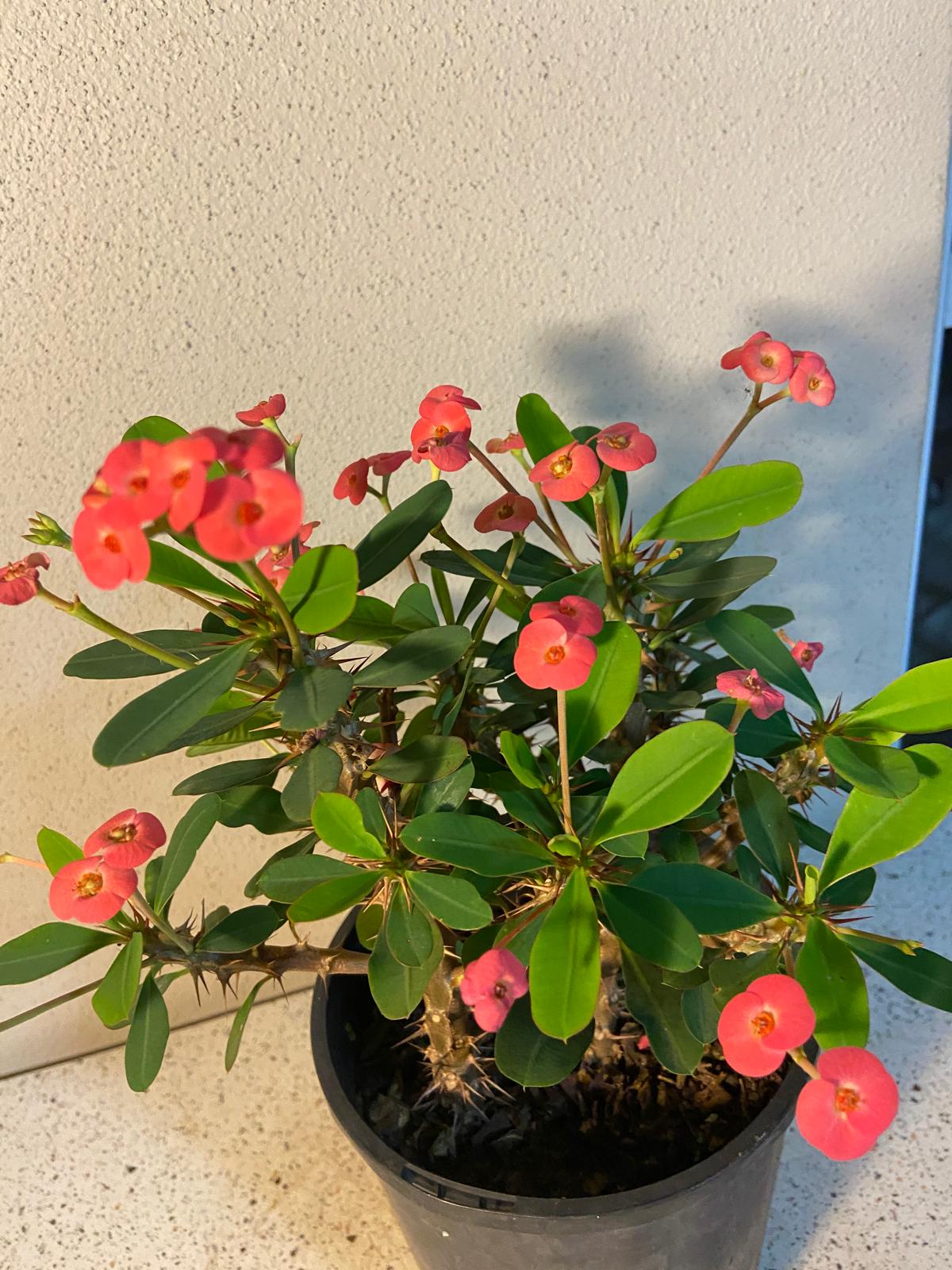 Euphorbia Milli 2 in One #1001