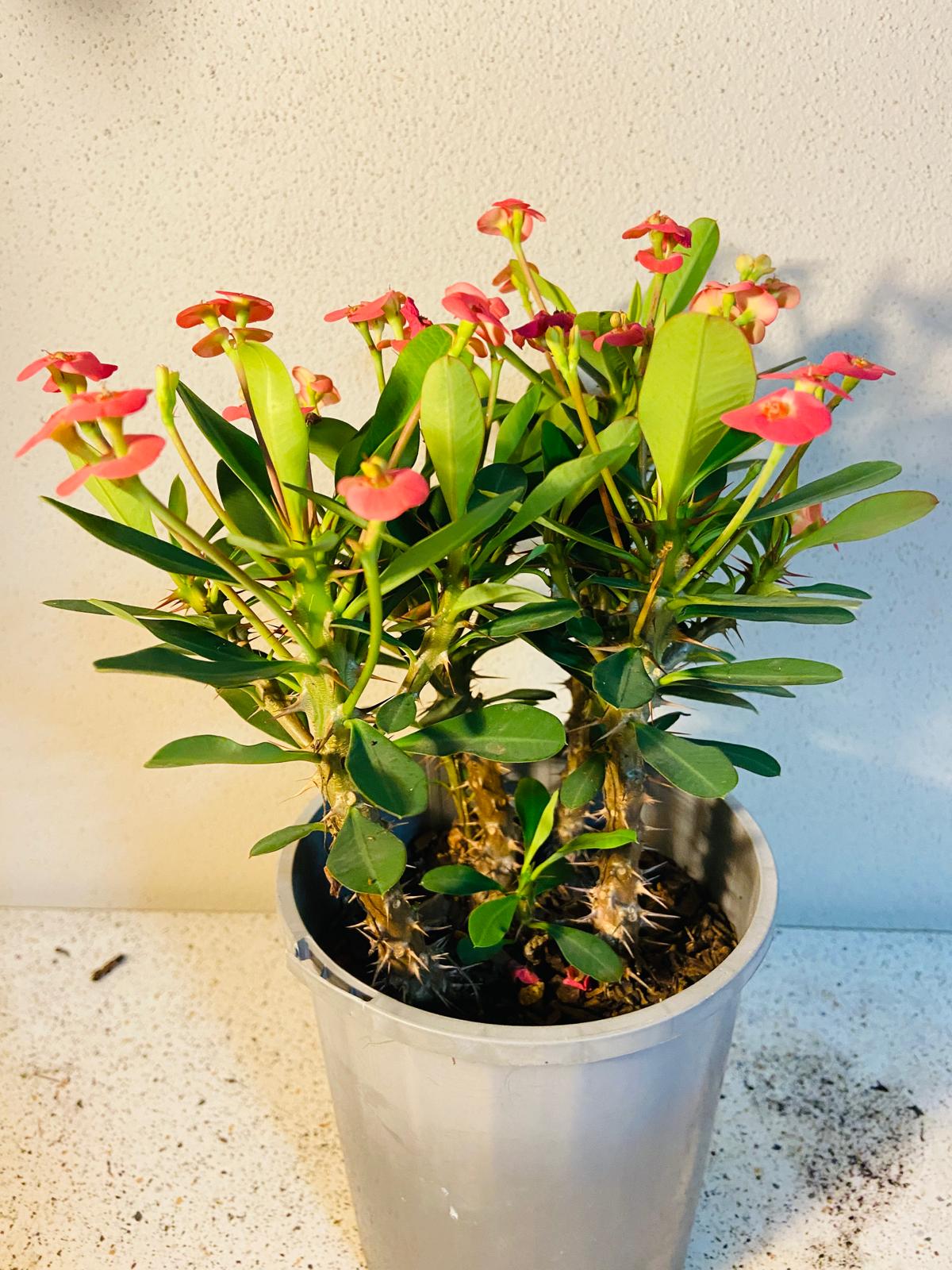 Euphorbia Milli  4 in One -#1007