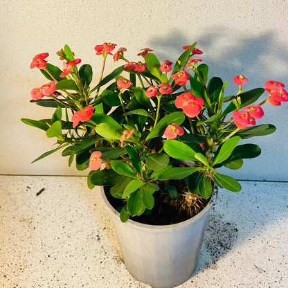 Euphorbia Milli  4 in One -#1007