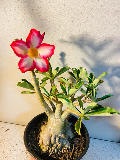 Adenium Obesum - Desert Rose # 501