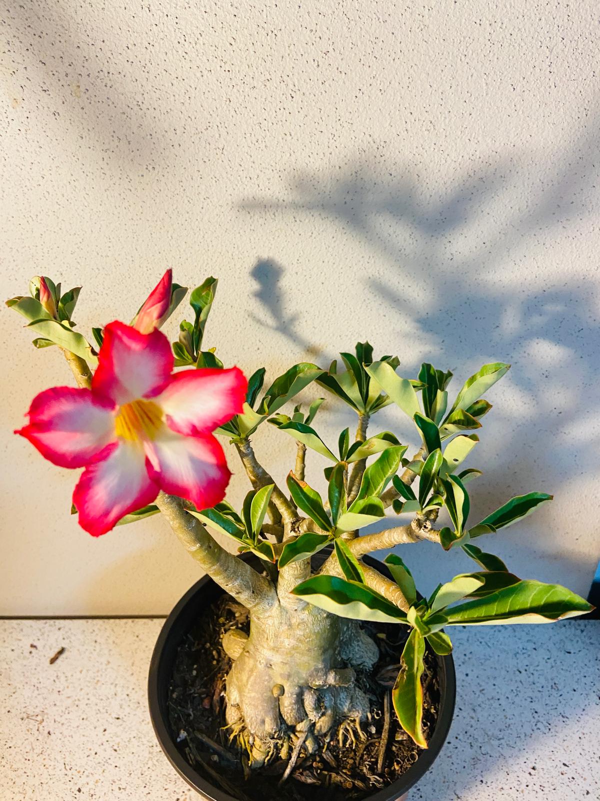 Adenium Obesum - Desert Rose # 501