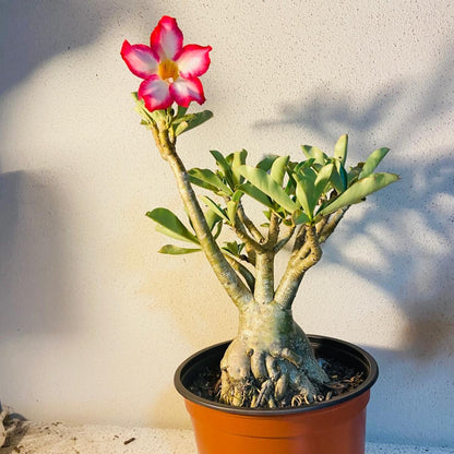 Adenium Obesum - Desert Rose # 501