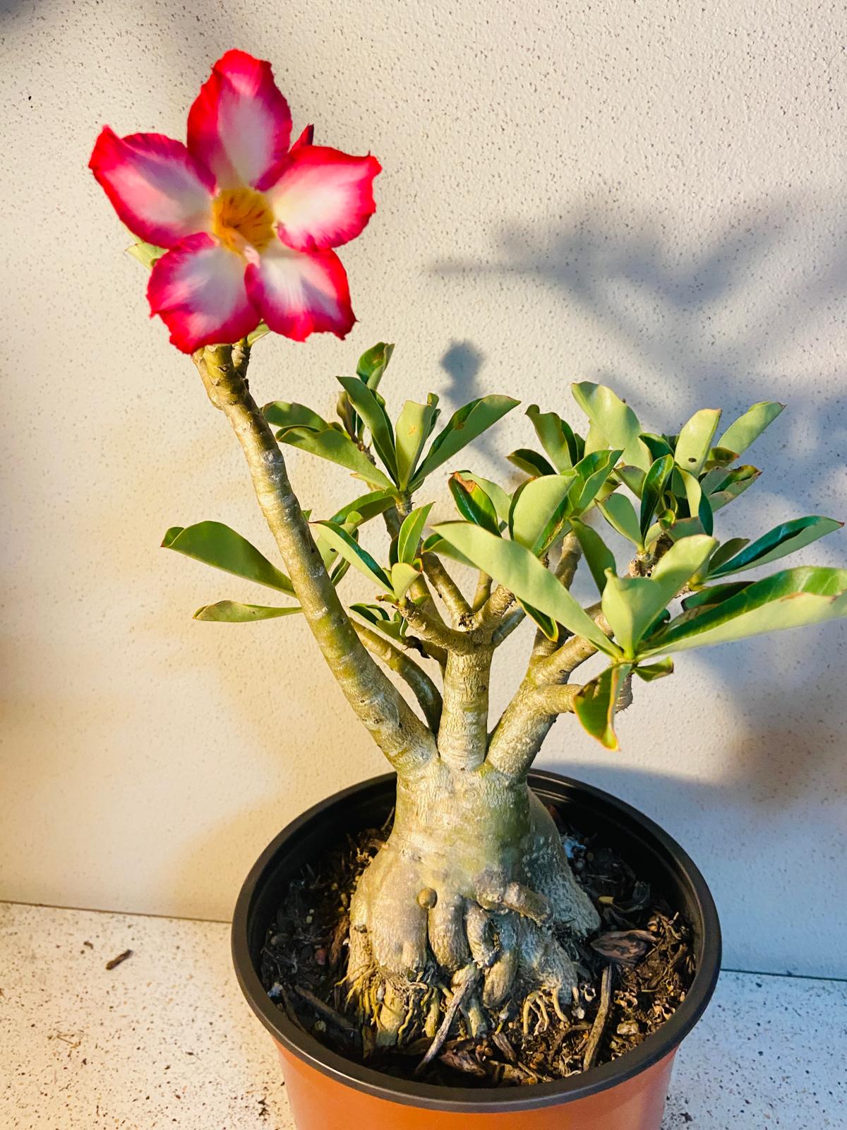 Adenium Obesum - Desert Rose # 501