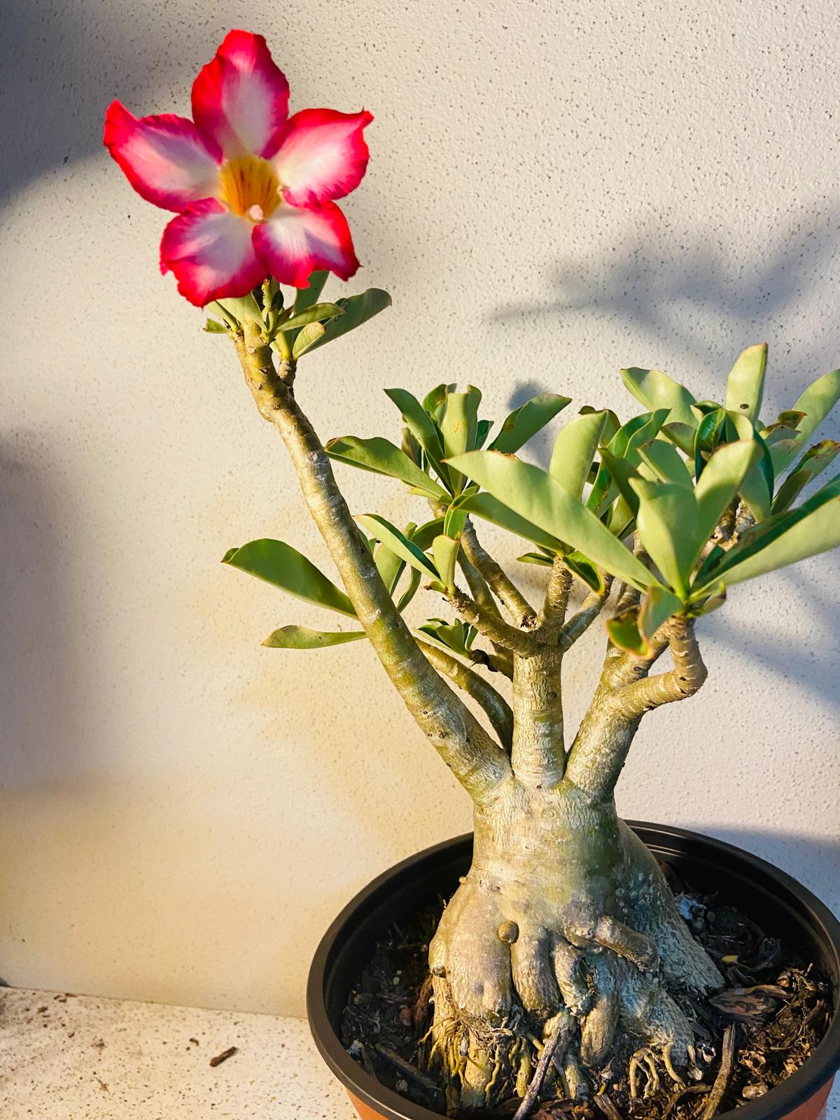 Adenium Obesum - Desert Rose # 501