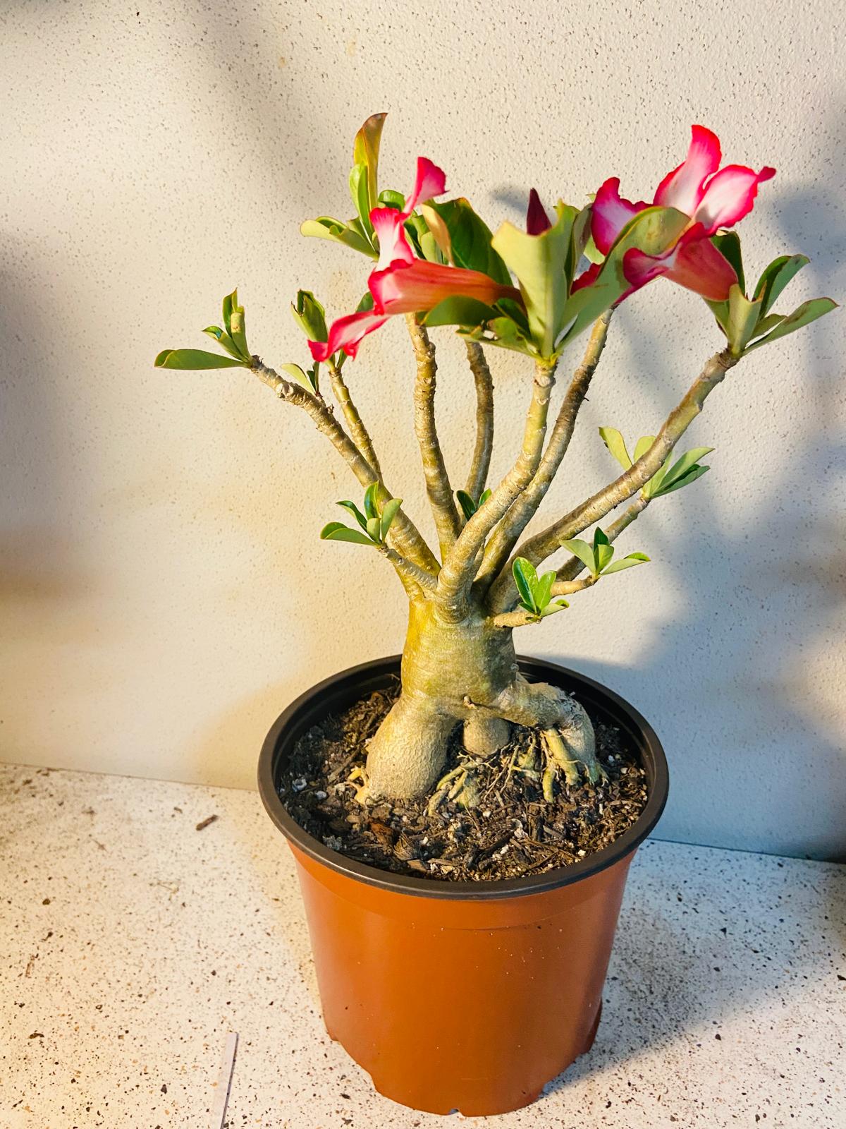 Adenium Obesum - Desert Rose # 507