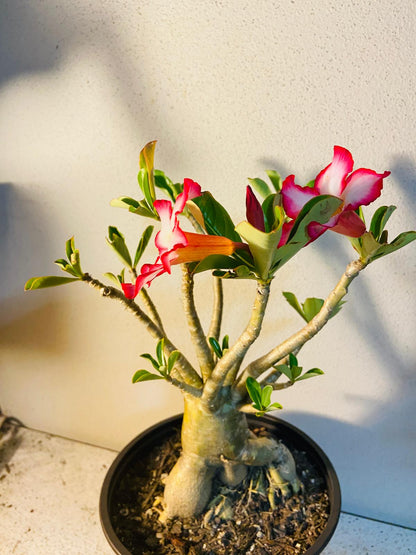 Adenium Obesum - Desert Rose # 507