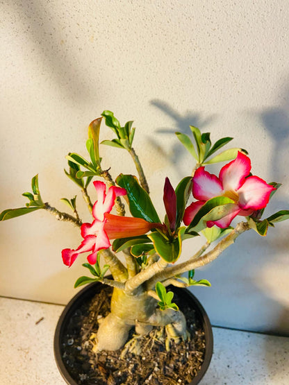 Adenium Obesum - Desert Rose # 507