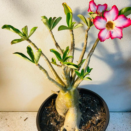 Adenium Obesum - Desert Rose # 507