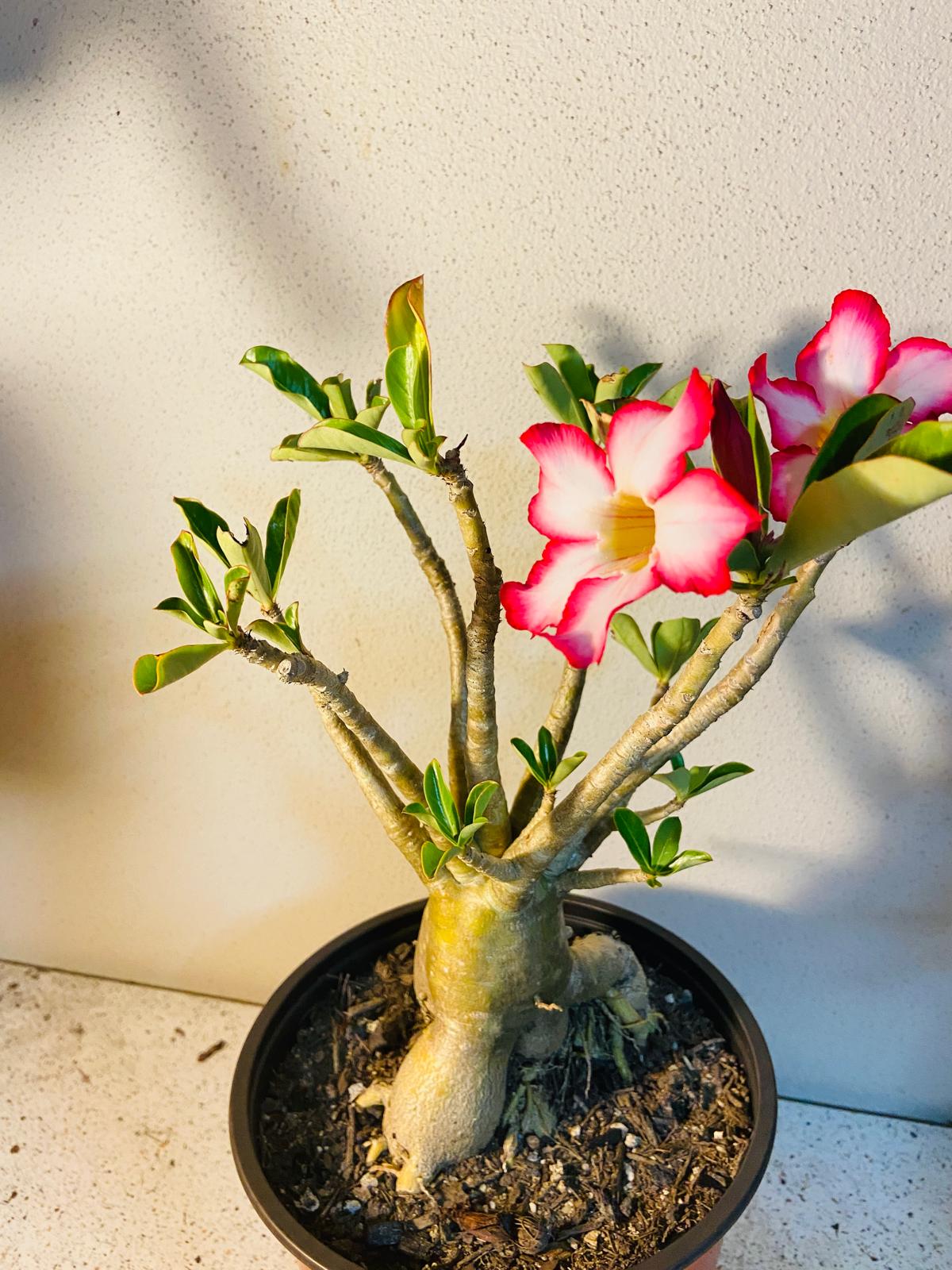 Adenium Obesum - Desert Rose # 507