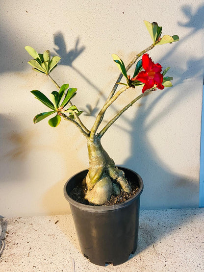 Adenium Obesum - Desert Rose # 509