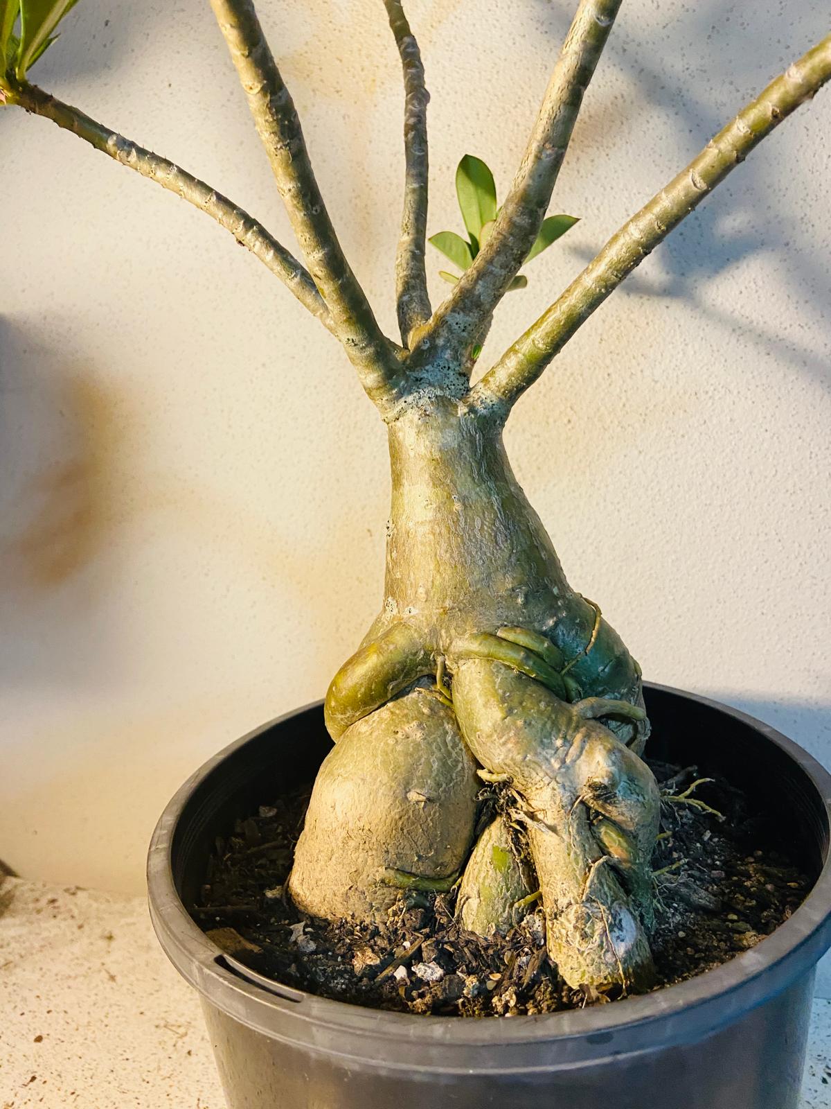 Adenium Obesum - Desert Rose # 509