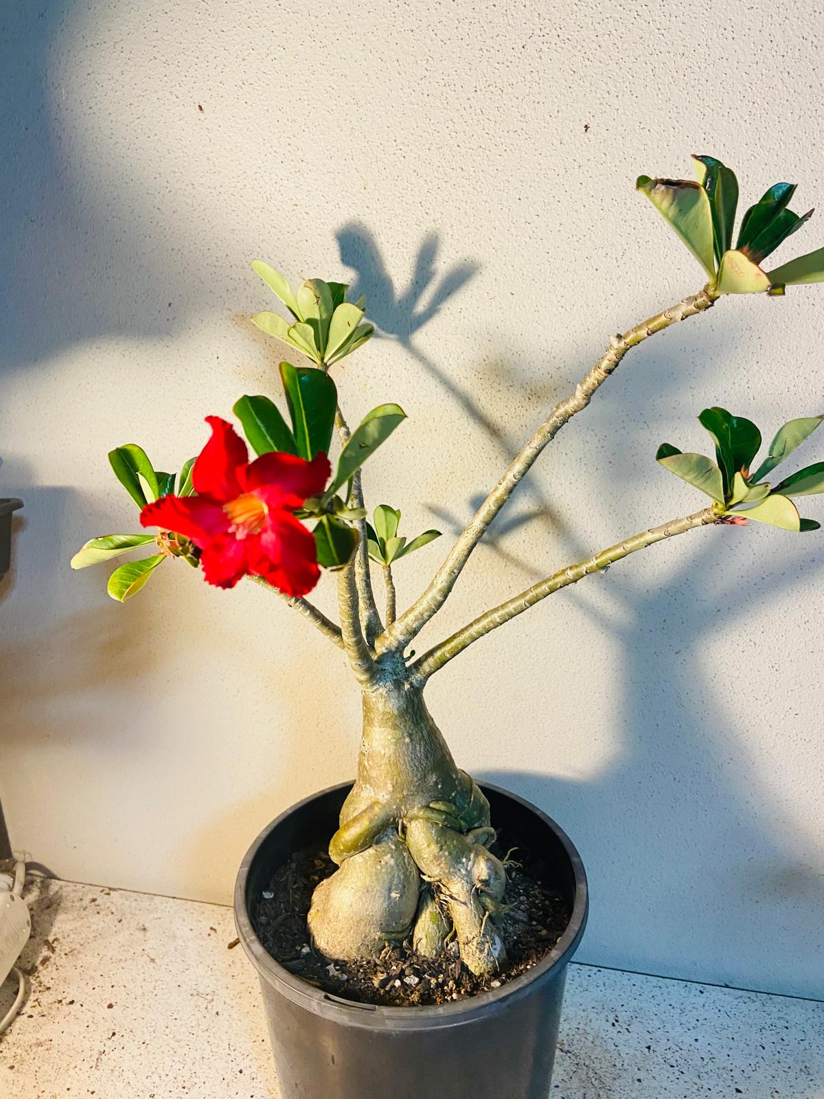 Adenium Obesum - Desert Rose # 509