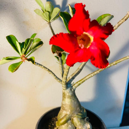 Adenium Obesum - Desert Rose # 509