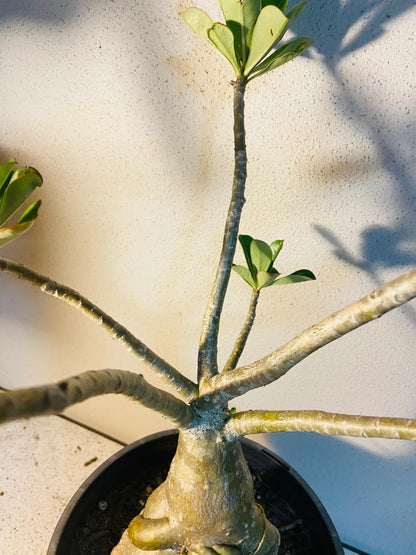 Adenium Obesum - Desert Rose # 509