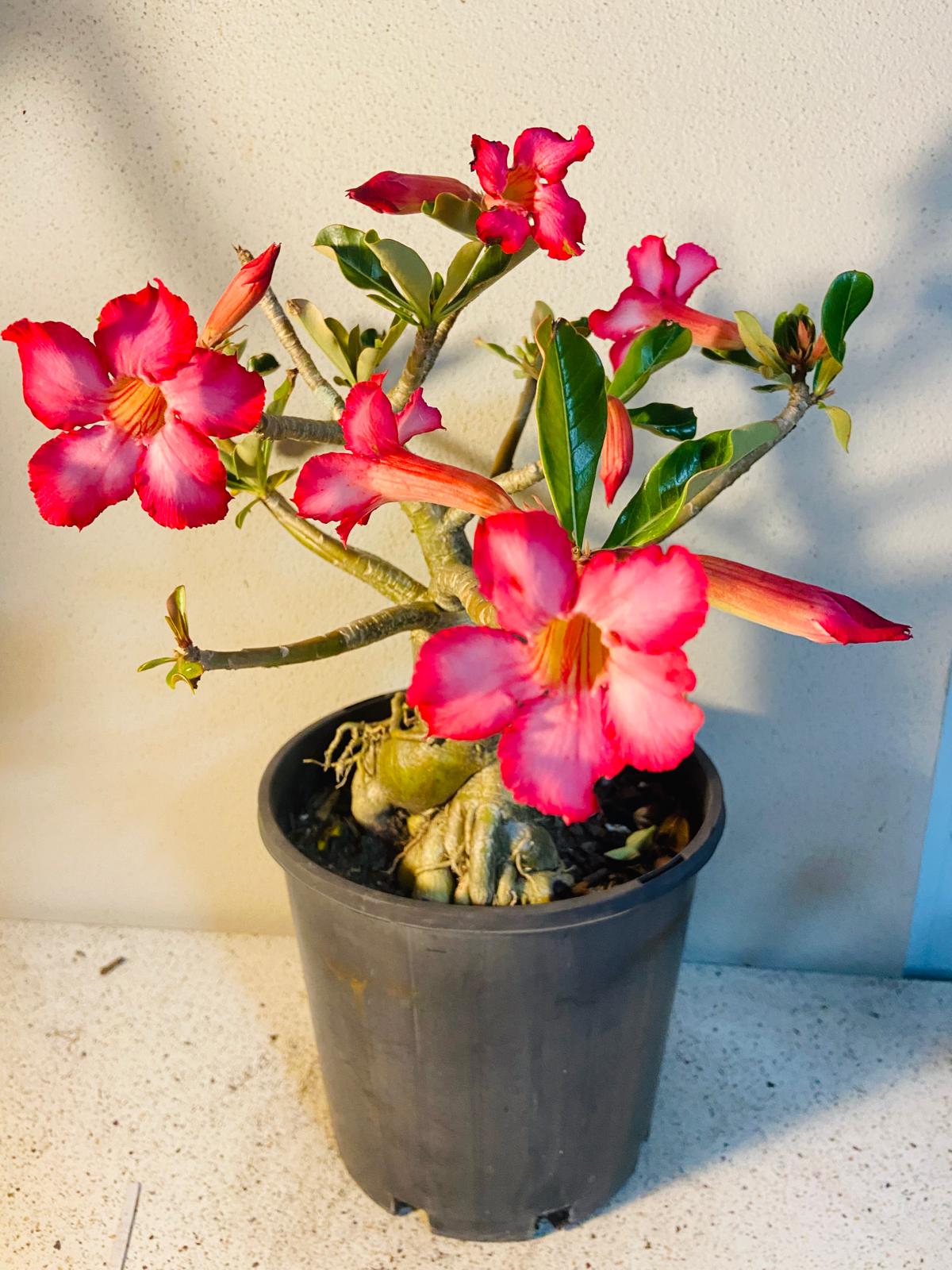 Adenium Obesum - Desert Rose # 511