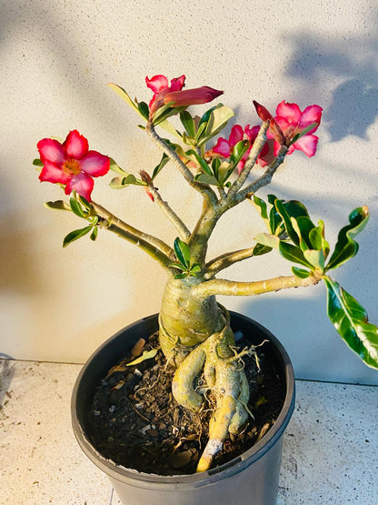 Adenium Obesum - Desert Rose # 511