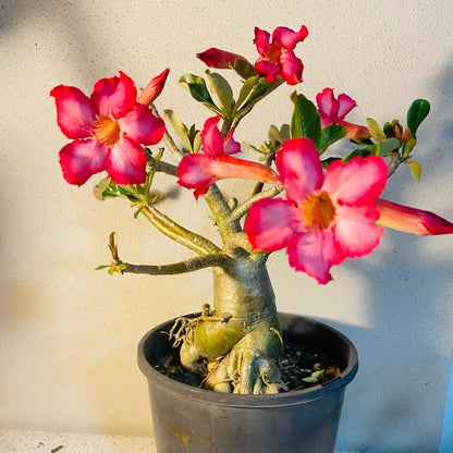 Adenium Obesum - Desert Rose # 511