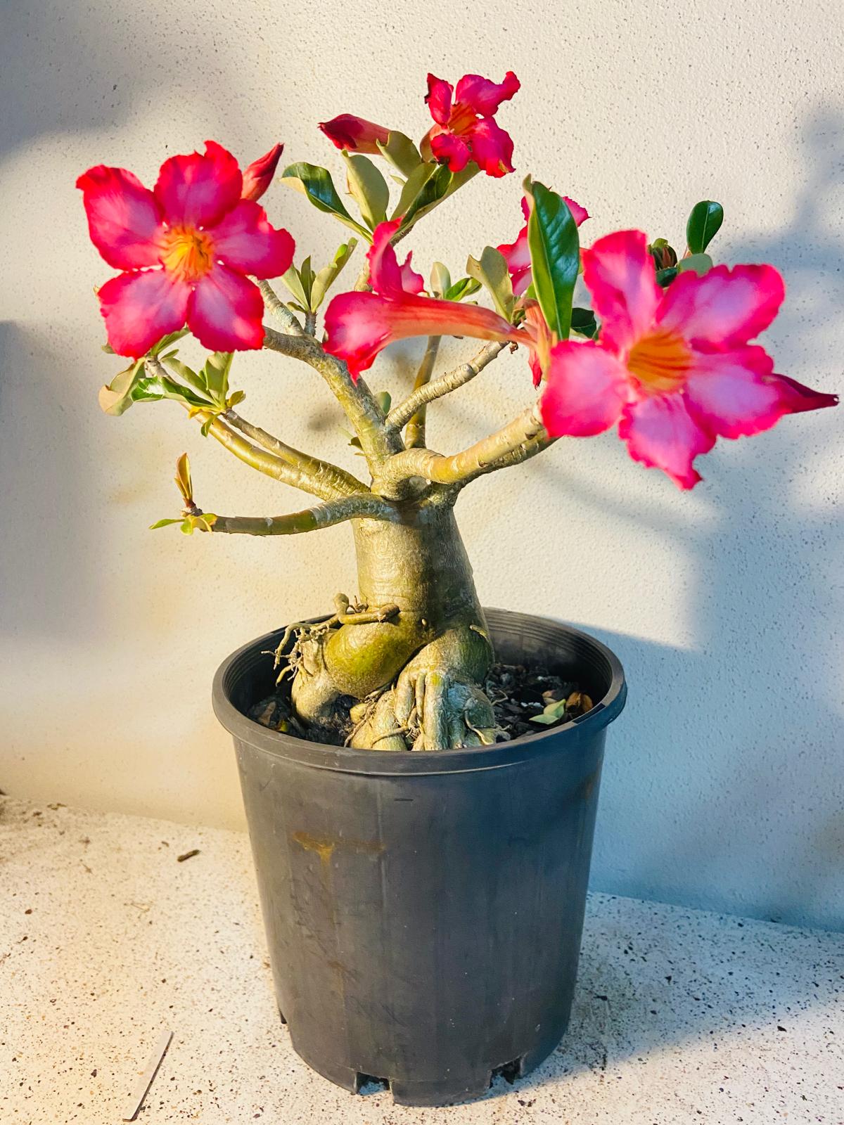 Adenium Obesum - Desert Rose # 511