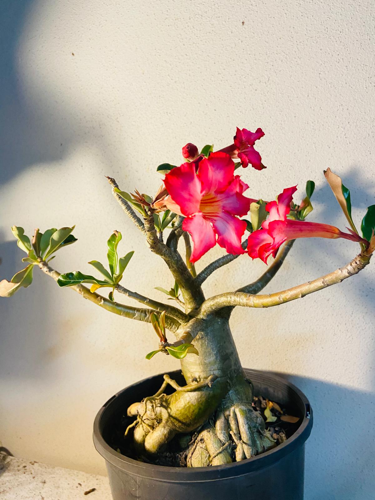 Adenium Obesum - Desert Rose # 511