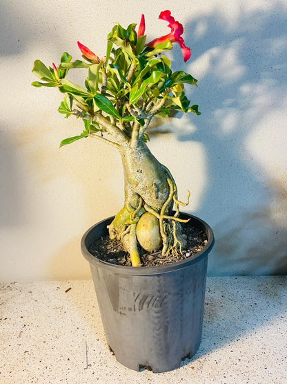 Adenium Obesum - Desert Rose #512