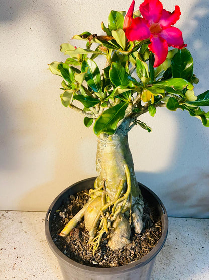 Adenium Obesum - Desert Rose #512