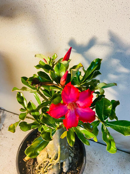 Adenium Obesum - Desert Rose #512