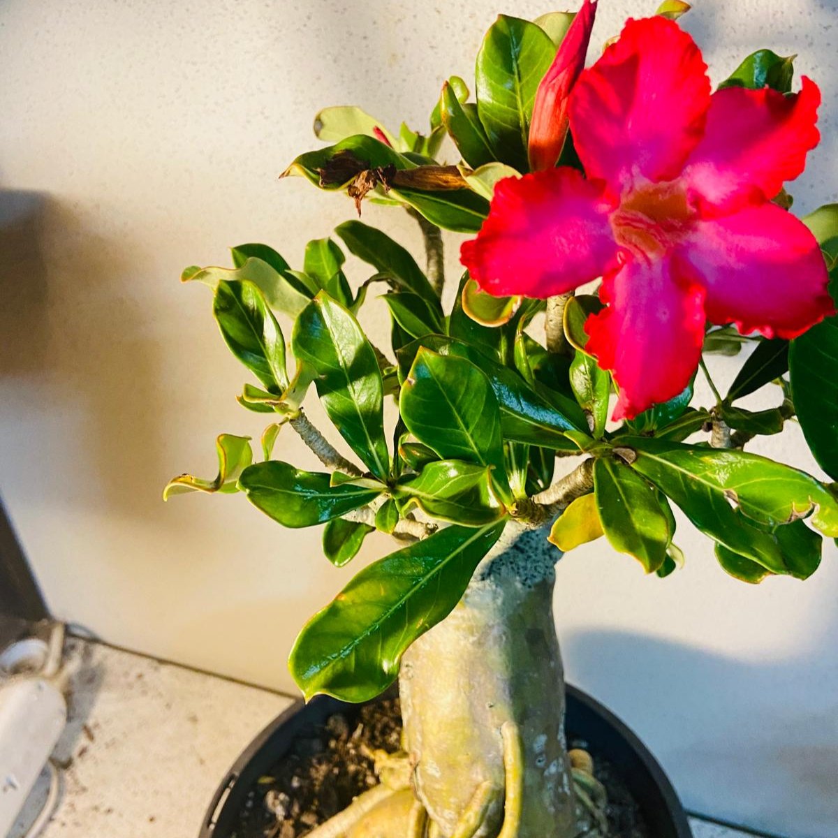 Adenium Obesum - Desert Rose #512