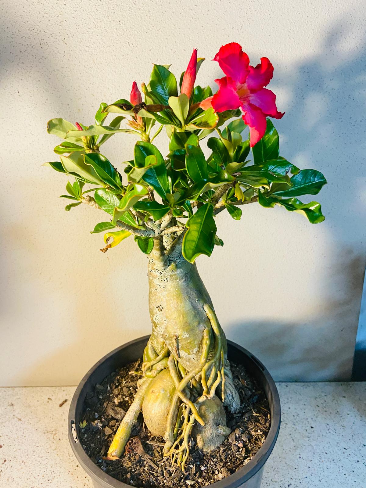 Adenium Obesum - Desert Rose #512