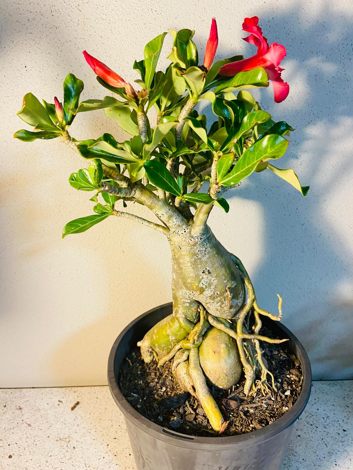 Adenium Obesum - Desert Rose #512