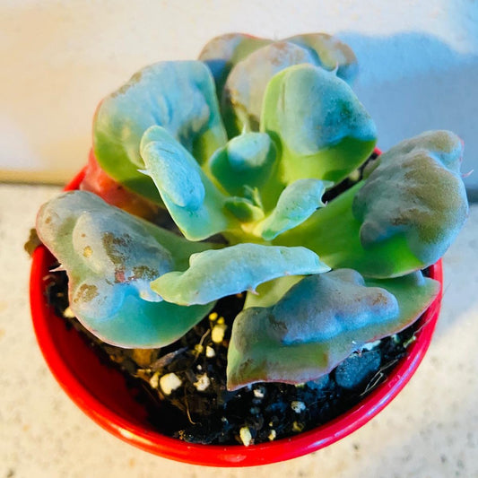 Echeveria Pagoda