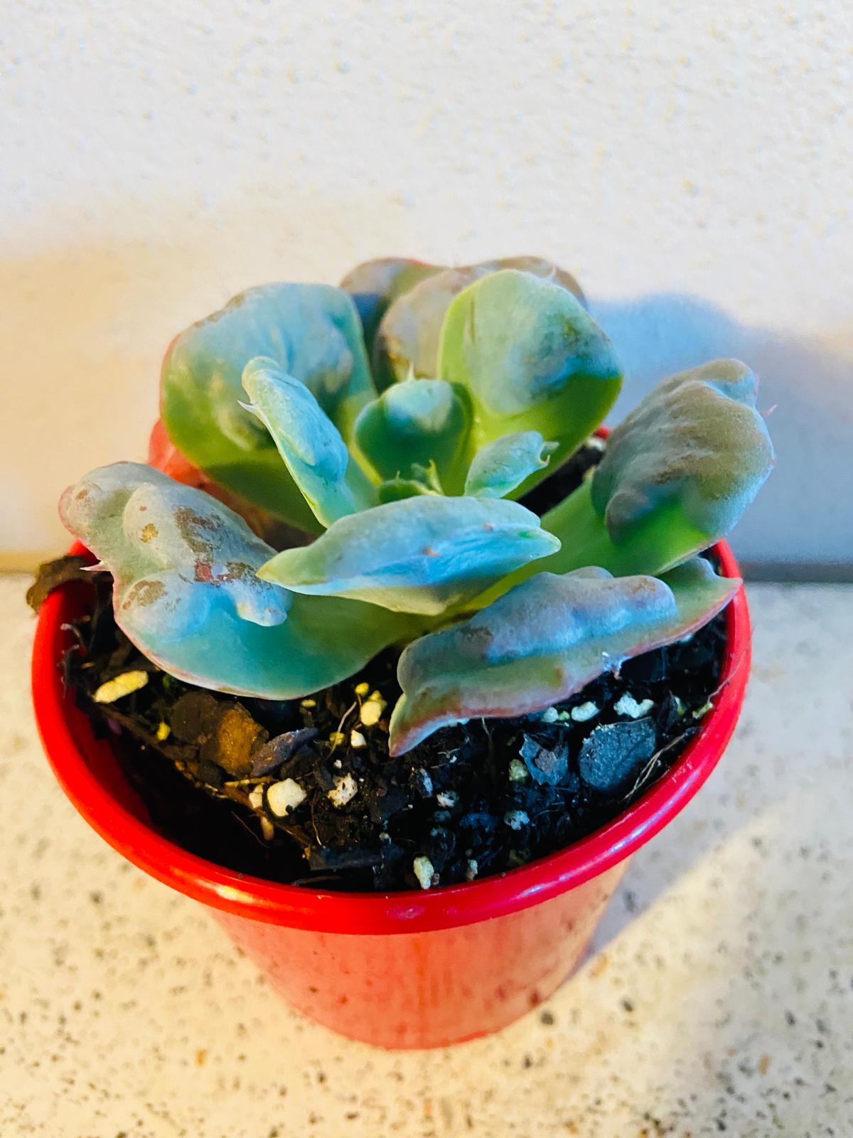 Echeveria Pagoda