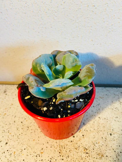 Echeveria Pagoda