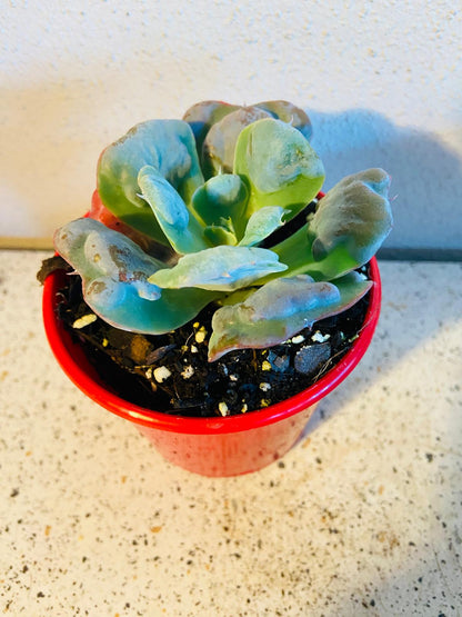 Echeveria Pagoda