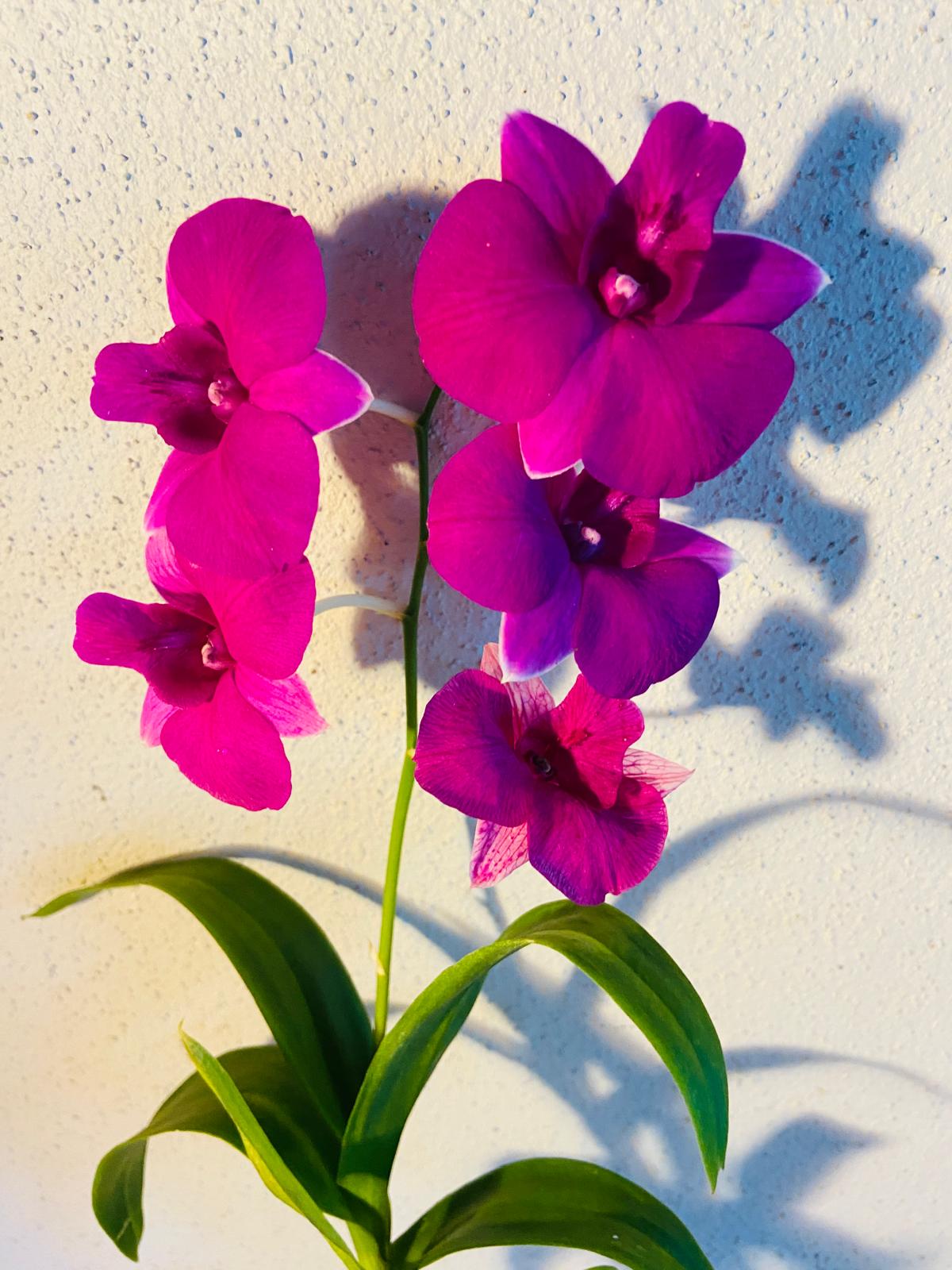 Orchids #125