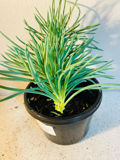 Mermaid Tail : Crested Senecio Talinoides - Narrow Leaf Chalk Stick #601